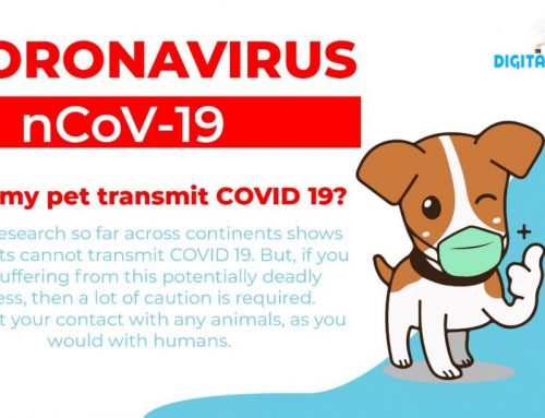 Safeguard Your Pets during COVID 19